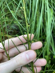 Acacia ptychoclada