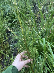 Acacia ptychoclada