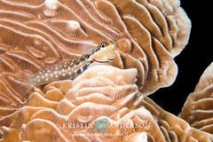 Ecsenius yaeyamaensis