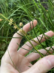 Acacia ptychoclada