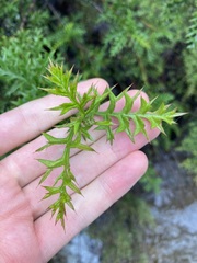 Grevillea acanthifolia