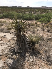 Yucca treculiana