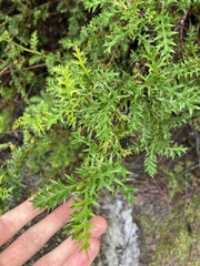 Grevillea acanthifolia