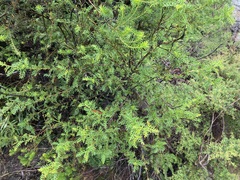 Grevillea acanthifolia