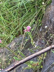 Epacris reclinata