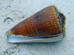 Conus leopardus