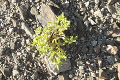 Halophytum ameghinoi