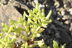 Halophytum ameghinoi