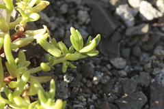 Halophytum ameghinoi