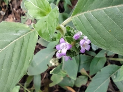 Coccocypselum lanceolatum