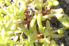 Halophytum ameghinoi