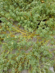 Atriplex billardierei