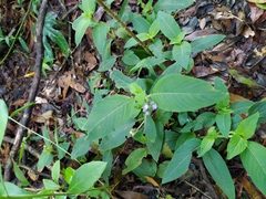 Coccocypselum lanceolatum