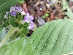 Coccocypselum lanceolatum