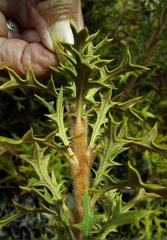 Banksia xylothemelia