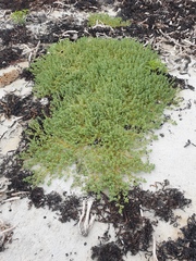 Atriplex billardierei