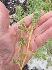 Atriplex billardierei