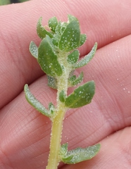 Atriplex billardierei