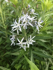 Amsonia illustris