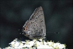 Satyrium californica