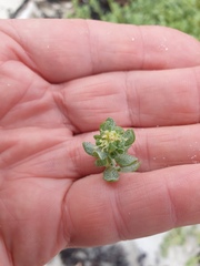 Atriplex billardierei