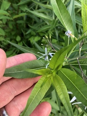 Amsonia illustris