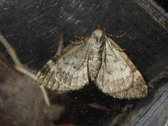 Perizoma alchemillata