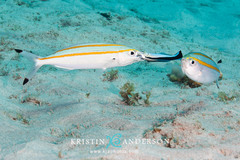 Pterocaesio digramma