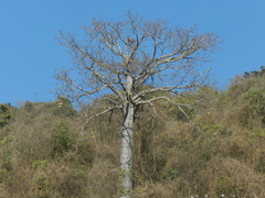 Cavanillesia platanifolia