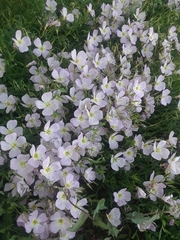 Oenothera speciosa