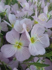 Oenothera speciosa