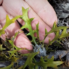 Banksia xylothemelia