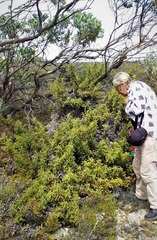 Banksia xylothemelia