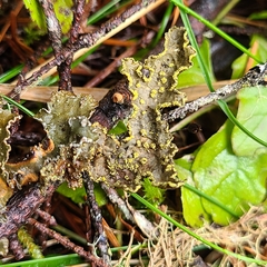 Pseudocyphellaria citrina