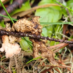 Pseudocyphellaria citrina