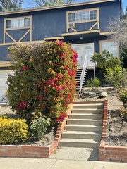 Bougainvillea