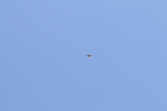 Geranoaetus polyosoma