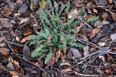 Anchusa undulata