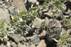 Lycium boerhaviifolium