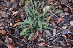 Anchusa undulata