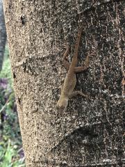 Anolis distichus