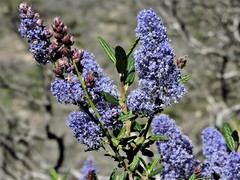 Ceanothus parryi