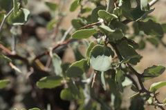 Lycium boerhaviifolium