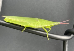 Atractomorpha australis