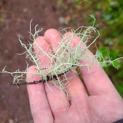 Usnea cornuta
