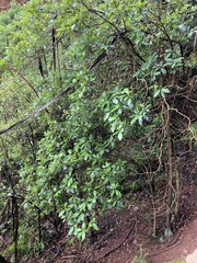Quintinia sieberi