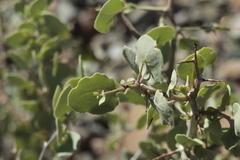 Lycium boerhaviifolium