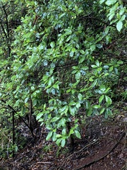 Quintinia sieberi