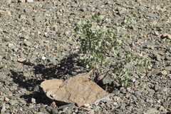 Lycium boerhaviifolium