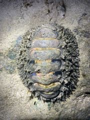 Acanthopleura gemmata